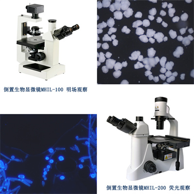 倒置生物顯微鏡，使顯微觀(guān)察效率更高，更自由舒適